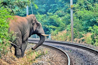 chennai high court  chennai high court suggestion to railway  electrical fence at elephant path  சென்னை உயர்நீதிமன்றம்  மின் சக்தி வேலி  மின் சக்தி வேலி அமைக்க வேண்டாம் என உயர்நீதிமன்றம் உத்தரவு