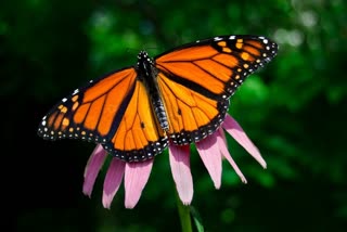 Vellalore Lake turns colourful with arrival of butterflies, Vellalore Lake butterflies video, Vellalore Lake coimbatore Tamil nadu