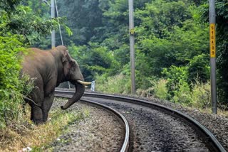 Solar lights on rails to keep elephants off  റെയിൽവേ പാളങ്ങളിൽ സൗരോർജ വിളക്കുകൾ സ്ഥാപിക്കുന്നു  ട്രെയിൻ ഇടിച്ച് ആനകൾ ചെരിയുന്നു  Elephants run over by train