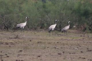 Migratory birds coming to assam