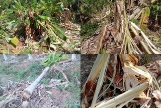 ಮಲೆನಾಡು ಭಾಗದಲ್ಲಿ ಮಿತಿಮೀರಿದ ಕಾಡಾನೆ ಹಾವಳಿ