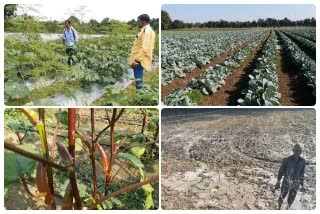 organic farming in Shahdol