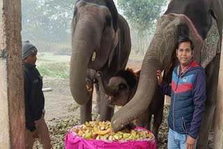 Elephant baby birthday celebrated in Dudhwa Tiger Reserve