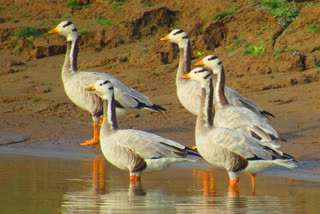 Bar headed geese make a beeline to Rajasthan's Chambal river