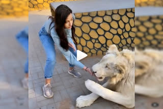 Nora Fatehi feeds hungry lion, Actress Nora Fatehi feeds hungry lion, Actress Nora Fatehi feeds hungry lion in Dubai, Actress Nora Fatehi news, Bollywood actress Nora Fatehi dance, ಹಸಿದ ಸಿಂಹಕ್ಕೆ ಮಾಂಸ ತಿನಿಸಿದ ನೋರಾ ಫತೇಹಿ, ಹಸಿದ ಸಿಂಹಕ್ಕೆ ಮಾಂಸ ತಿನಿಸಿದ ನಟಿ ನೋರಾ ಫತೇಹಿ, ದುಬೈಯಲ್ಲಿ ಹಸಿದ ಸಿಂಹಕ್ಕೆ ಮಾಂಸ ತಿನಿಸಿದ ನೋರಾ ಫತೇಹಿ, ನಟಿ ನೋರಾ ಫತೇಹಿ ಡ್ಯಾನ್ಸ್​, ಬಾಲಿವುಡ್​ ನಟಿ ನೋರಾ ಫತೇಹಿ ಸುದ್ದಿ,