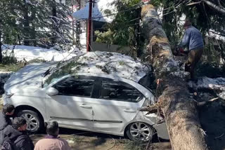 Tree fell on vehicles in Shimla