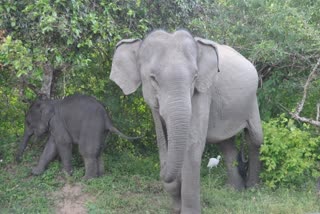 Who is to blame for the human elephant conflicts, elephant causing disruption video, elephant enters school in mysore karnataka, dangerous elephant video