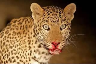 Bahraich leopard attack