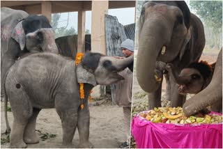 baby elephant birthday celebration in up  dudhwa tiger reserve birthday celebration  ദുധ്വ കടുവ സങ്കേതം ആനക്കുട്ടി പിറന്നാള്‍ ആഘോഷം  mashkali birthday celebration  ഉത്തര്‍പ്രദേശ് ആനക്കുട്ടി ജന്മദിനാഘോഷം