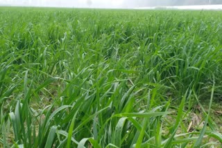 Urea Fertilizer Shortage In Haryana