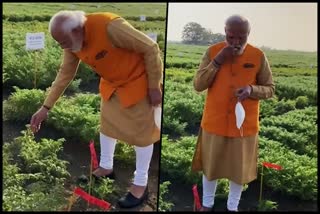 PM stops by to have chana at the ICRISAT farm in Hyderabad