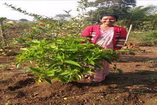 Medicinal plants cultivation in Jharkhand