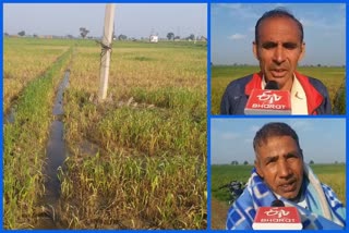 karnal-farmers-crop-damaged