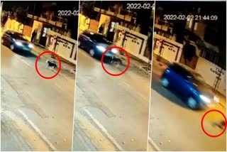 Car running over street dog cctv  Scene