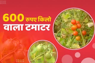 tomato farming in jabalpur