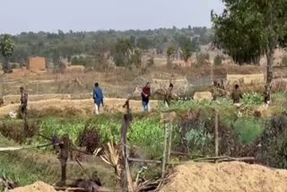 Jamtara police destroyed poppy crop