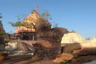 Trees cut in Mahakal temple