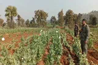police-destroyed-opium-crop-in-chatra