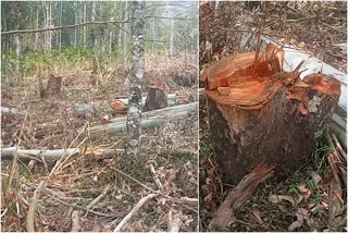 illegal tree cutting in chinnakanal  tree cutting in revenue land  ചിന്നക്കനാല്‍ മരംകൊള്ള  ഗ്രാന്‍റീസ് മരങ്ങള്‍ മുറിച്ച് കടത്തി