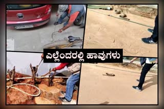 ಸಿಲಿಕಾನ್ ಸಿಟಿ ಬೆಂಗಳೂರಲ್ಲಿ ಹೆಚ್ಚಾದ ಹಾವುಗಳ ಸಂಖ್ಯೆ