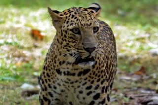 Leopard found in Kalaghatagi