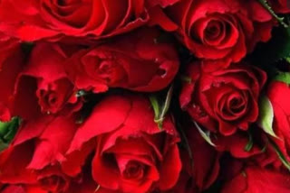 Rose Day 2022 Message wishes and Romantic Message