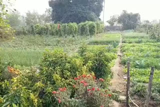 Ramakrishnapur villagers vegetable farming, Organic Farming