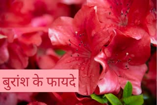 सेहत को दुरुस्त तथा रोगों से दूर रखने में सक्षम है बुरांश, Buransh benefits for health, rhododendron flower health benefits, nutrition tips, healthy foods