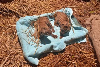 Assam State Zoo Gets Two Royal Bengal Tiger Cubs