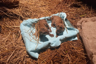 Assam State Zoo gets two Royal Bengal Tiger cubs