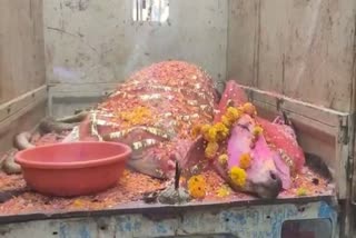 damoh cow funeral procession