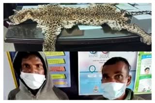Leopard skin seized in Dhamtari