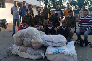 Gaurela Pendra Marwahi two quintal ganja recovered