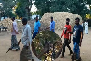 monkey problem in davanagere