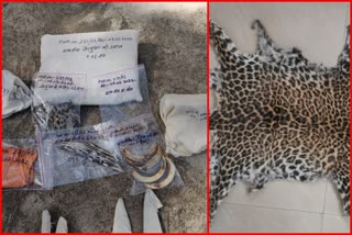 smuggler gang with leopard skin in Vidisha