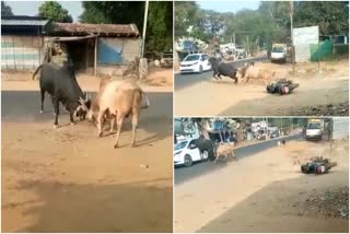 Bull fight in street at Chamarajanagar