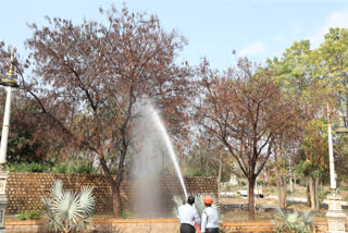 T-bug infests neem trees at RFC, preventive steps to protect them