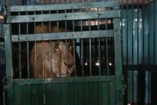 Lion Shiva Bhiwani Zoo