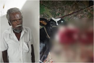 COW DIE AFTER BITING CRACKERS IN PERUMBAVOOR  COW DIE BITING CRACKERS  പന്നിപ്പടക്കം കടിച്ച്‌ വായ തകർന്ന പശു ചത്തു  പെരുമ്പാവൂരിൽ പന്നിപ്പടക്കം കടിച്ച്‌ പശു ചത്തു  പന്നിപ്പടക്കം കടിച്ച പശു മരിച്ചു