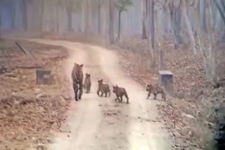 tiger-and-four-cubs-walking-video-viral-in-mysore