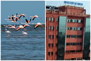 odisha high court taken a public interest litigation  mangalajodi bird issue