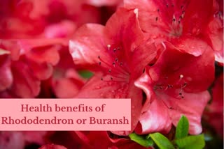 Surprising health benefits of Rhododendron or Buransh, is buransh juice good for health, who should not drink buransh juice, nutrition tips, healthy foods and beverages