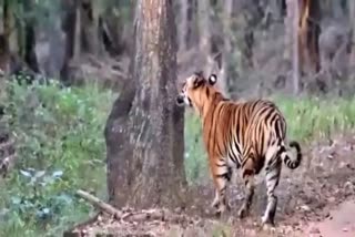 Nagarahole Tiger Reserve