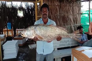 kachidi fish