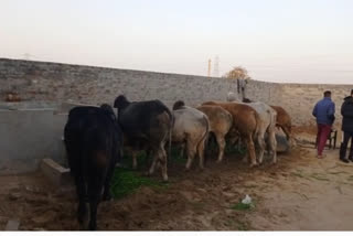 Cow smuggling exposed, Ghunas village of Barnala