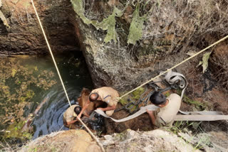 palakkad Pattencherry cow rescued from 45 foot well  fire force rescued cow that fell into a 45 foot well in palakkad Pattencherry  45 അടിയുള്ള കൊക്കർണിയിൽ വീണ പശുവിനെ രക്ഷപ്പെടുത്തി  പാലക്കാട് പട്ടഞ്ചേരി കിണറിൽ വീണ പശുവിനെ രക്ഷപ്പെടുത്തി  കിണർ പശു വീണു