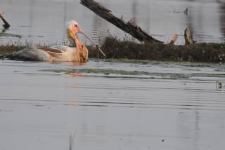 Rare View of Pelican