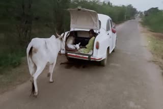 Cow that drove up to 3 km
