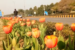 Holland Hall of Fame made of Lutyens Delhi tulips