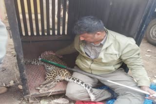 Attempt to hunt leopards near Karad